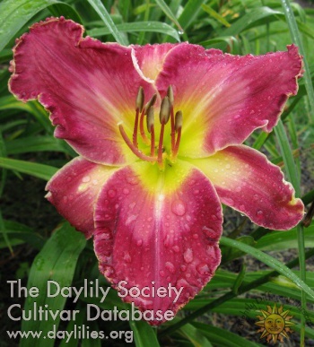 Daylily Sunny Acres Lester Ray Pool